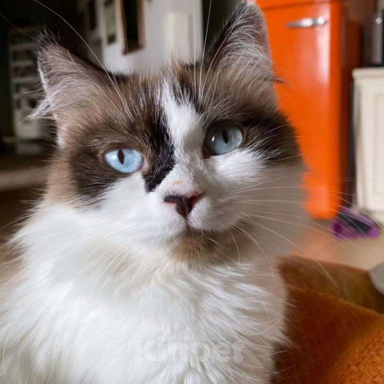 Кошки в Москве: Фиалку выкинули хозяева Девочка, Бесплатно - фото 4