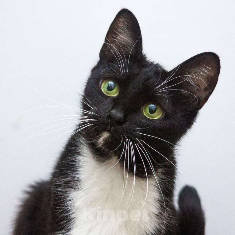 Кошки в Москве: Ищет свою семью яркая красавица Кассандра!  Девочка, Бесплатно - фото 5