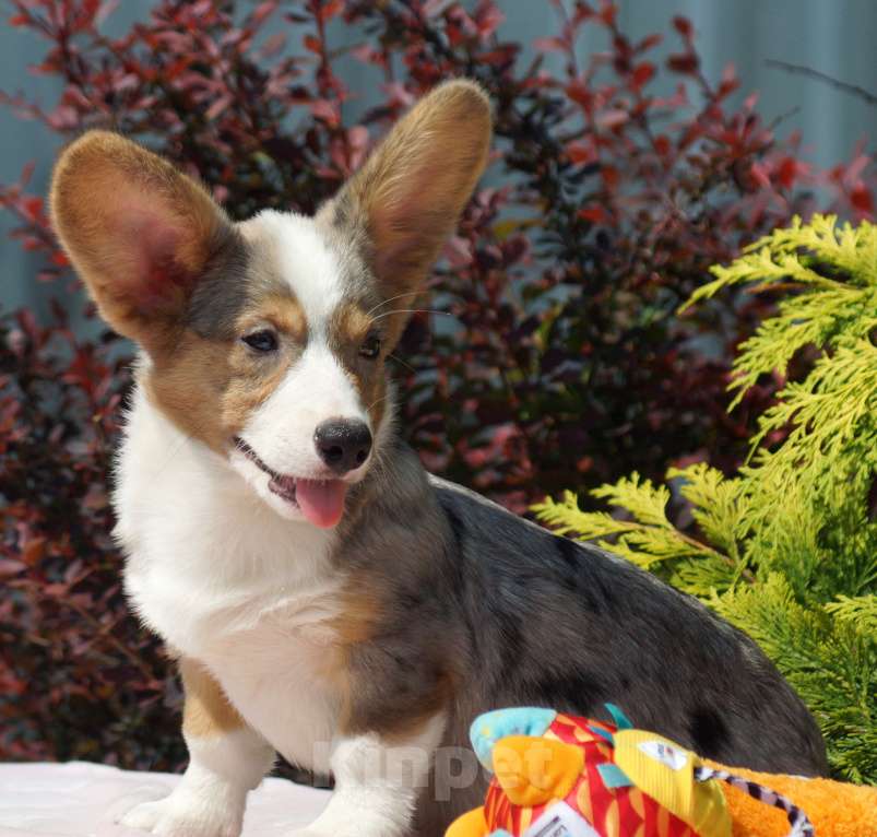 Собаки в других городах Московской области: Девочка Вельш Корги Кардиган Девочка, 40 000 руб. - фото 2