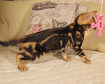 Кошки в Краснодаре: Шёлковый мраморный бенгал для души и в разведение Мальчик, 15 000 руб. - фото 2