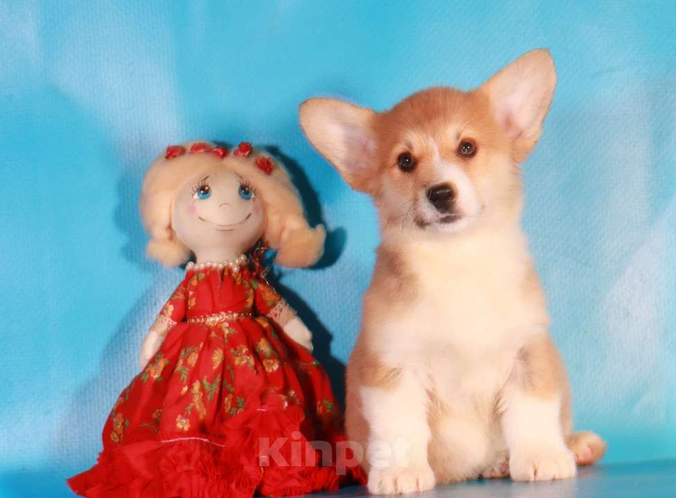 Собаки в Москве: вельш корги пемброк щенки Девочка, 80 000 руб. - фото 5