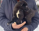 Собаки в Красногорске: Щенок Трюфель 1,5 месяца ищет дом  Мальчик, Бесплатно - фото 2