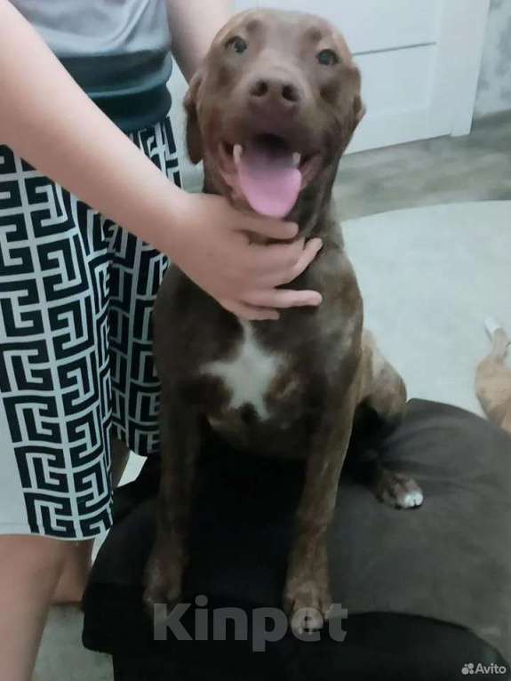 Собаки в Шахте: Питбуль девочки  Девочка, 20 000 руб. - фото 6