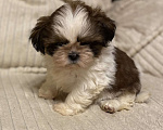 Собаки в Санкт-Петербурге: Очаровательная девочка ши тцу  Девочка, 35 000 руб. - фото 6
