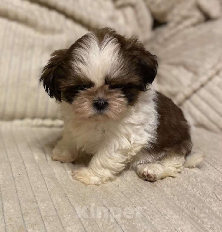 Собаки в Санкт-Петербурге: Очаровательная девочка ши тцу  Девочка, 35 000 руб. - фото 6