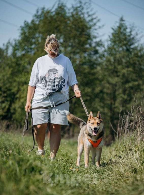 Собаки в Москве: Разноглазый рыжий пёс Гера в дар Мальчик, 1 руб. - фото 6