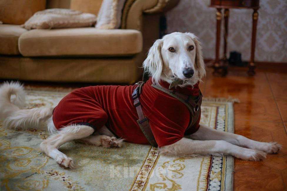 Собаки в Москве: Борзая тазы в дар в добрые руки Мальчик, Бесплатно - фото 2