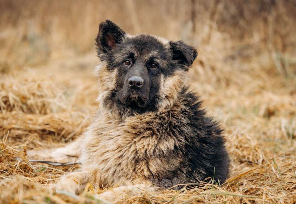 Собаки в Москве: Большой, трусливый великан ищет семью Мальчик, Бесплатно - фото 9