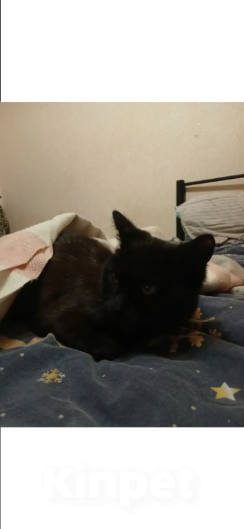 Кошки в Ижевске: Потерялся кот Мальчик, Бесплатно - фото 1