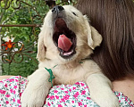 Собаки в Краснодаре: Золотистый ретривер щенок Мальчик, 45 000 руб. - фото 6