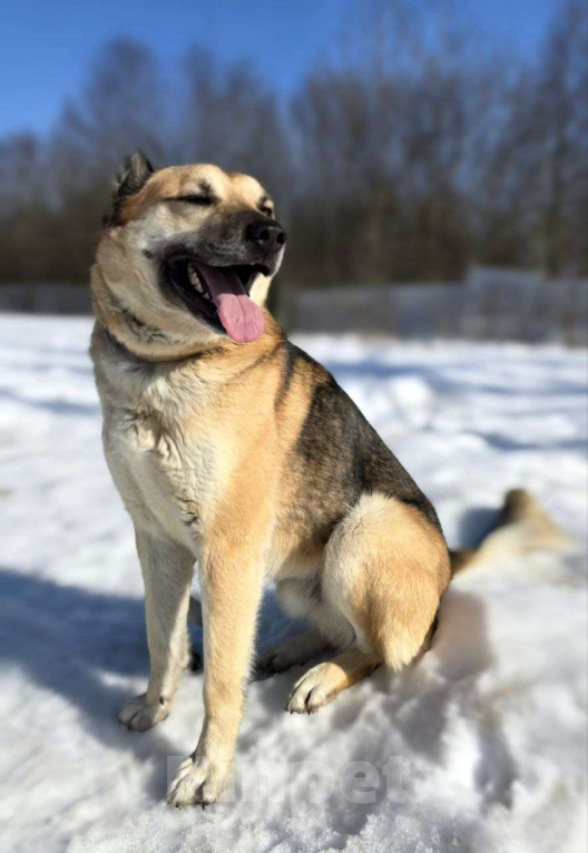 Собаки в Королеве: Велес. Приют Зоодом. Мальчик, Бесплатно - фото 2