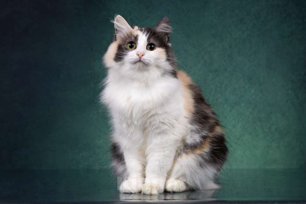 Кошки в Москве: Красавица Моника ищет любящую семью Девочка, Бесплатно - фото 8