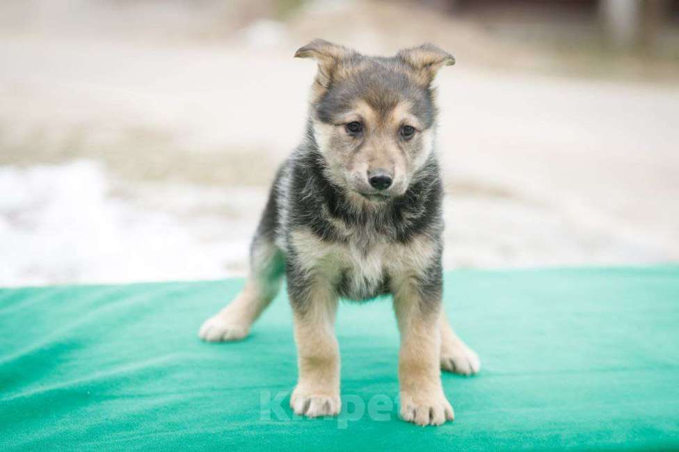 Собаки в Москве: Щенок Маруся в добрые руки Девочка, Бесплатно - фото 5
