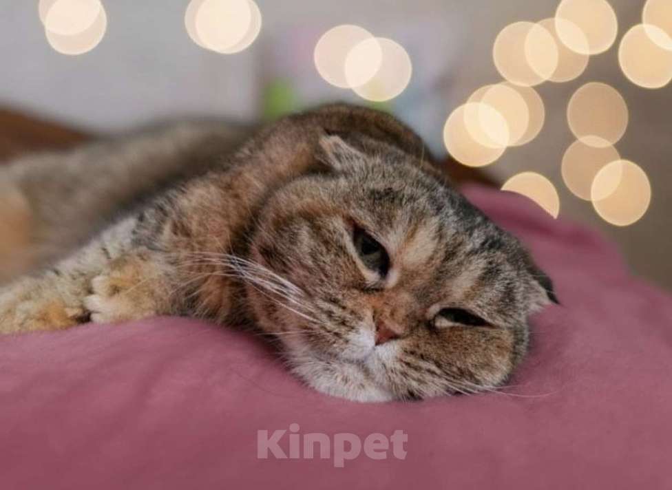 Кошки в Москве: Мия, 4.5 года, метис шотландской вислоухой Девочка, Бесплатно - фото 6