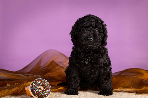 EPIKA THOPH Испанская Водяная собака