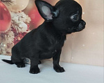 Собаки в Ногинске: Мальчик  чихуахуа  Мальчик, 40 000 руб. - фото 2