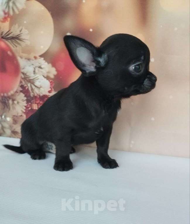 Собаки в Ногинске: Мальчик  чихуахуа  Мальчик, 40 000 руб. - фото 2