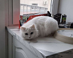 Кошки в Москве: Кошечка Эльза в добрые руки Девочка, Бесплатно - фото 6