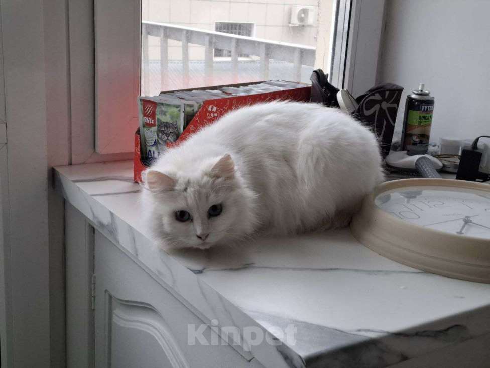 Кошки в Москве: Кошечка Эльза в добрые руки Девочка, Бесплатно - фото 6