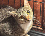 Кошки в Санкт-Петербурге: Кошка в добрые руки Девочка, Бесплатно - фото 1
