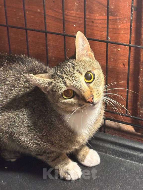 Кошки в Санкт-Петербурге: Кошка в добрые руки Девочка, Бесплатно - фото 1