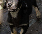 Собаки в Москве: Коротколапик — гладкошерстный щенок Сара в добрые руки Девочка, 1 руб. - фото 4
