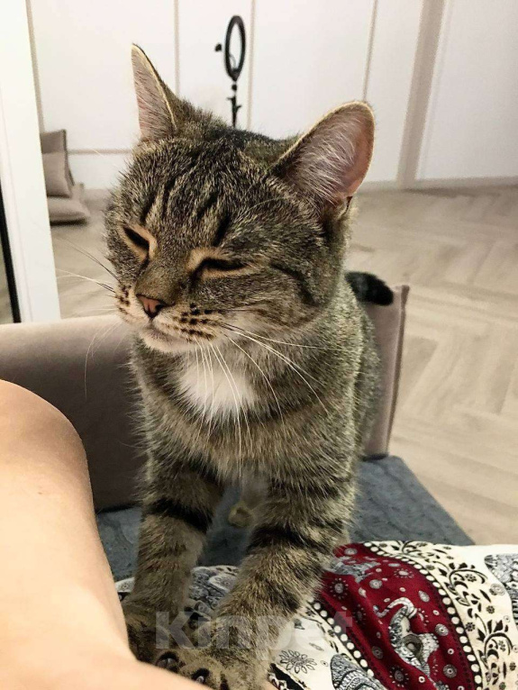 Кошки в Тюмени: Ищу любящих хозяев для ласковой молодой кошечки Девочка, Бесплатно - фото 6