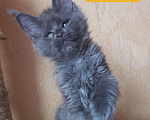 Кошки в Карачеве: Мейн куны с клубными документами, 15 000 руб. - фото 1