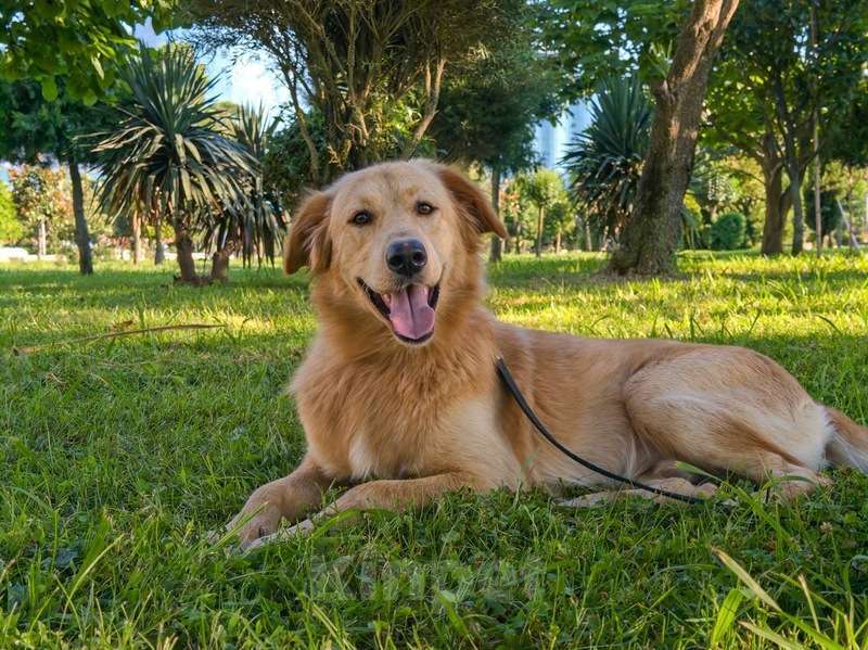 Собаки в Москве: Голден ретривер Чарли в дар Мальчик, 1 руб. - фото 3