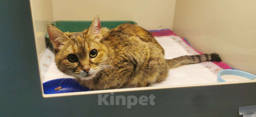 Кошки в Москве: Мася Девочка, Бесплатно - фото 7