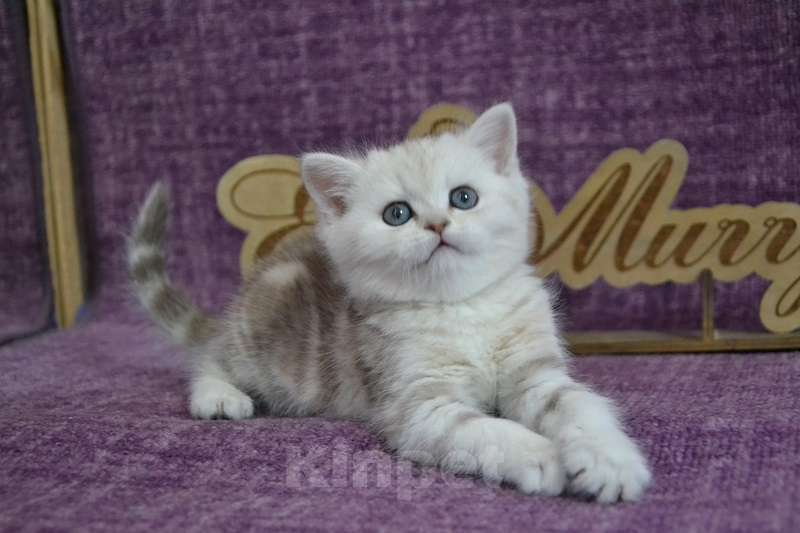 Кошки в Москве: Мраморная шоколад на серебре Девочка, 55 000 руб. - фото 3