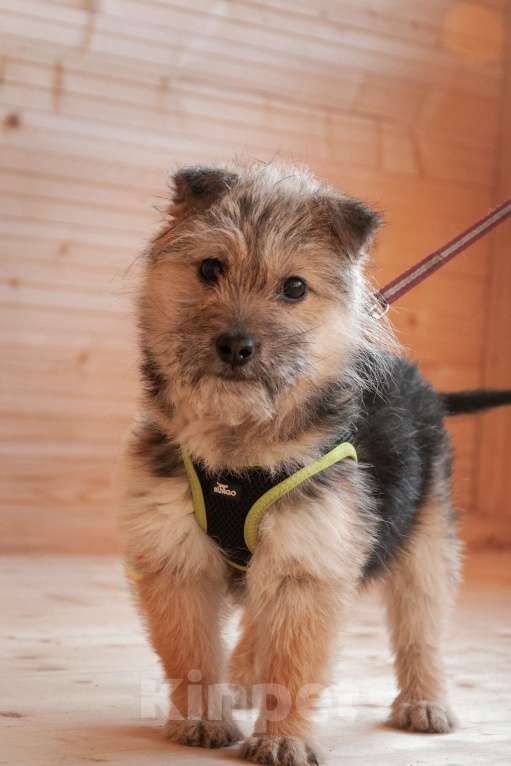 Собаки в Ногинске: Маленькая собачка Кэтрин ищет дом Девочка, Бесплатно - фото 3