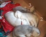 Кошки в Москве: Продам Шотландских вислоухих котят Девочка, 10 000 руб. - фото 3