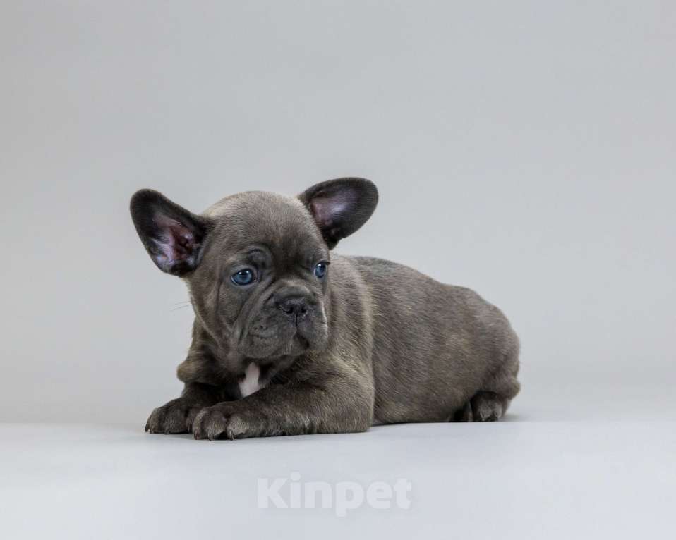 Собаки в Брянске: Элвис Мальчик, 70 000 руб. - фото 3