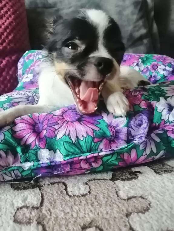 Собаки в Краснодаре: Чишка мальчик  Мальчик, 15 000 руб. - фото 5