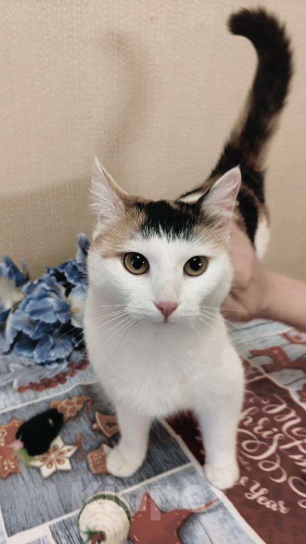 Кошки в Дмитрове: Кошечка с "чёлкой" ищет дом Девочка, Бесплатно - фото 10