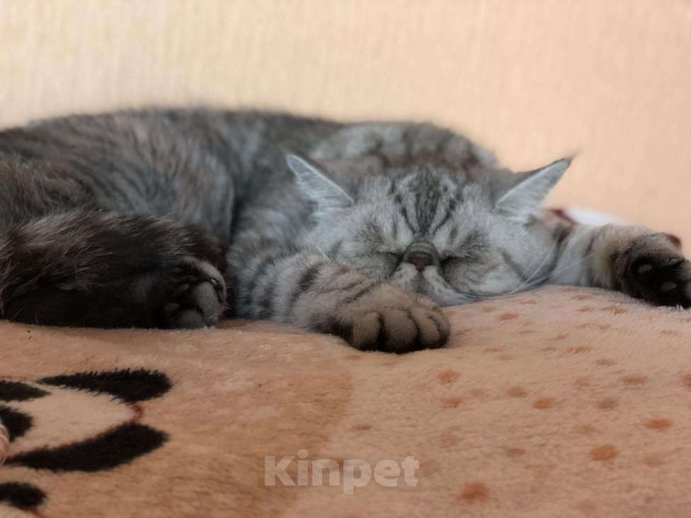 Кошки в Тольятти: Экзот приглашает на вязку, 5 000 руб. - фото 1