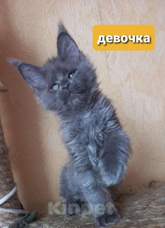 Кошки в Карачеве: Мейн куны с клубными документами, 15 000 руб. - фото 1