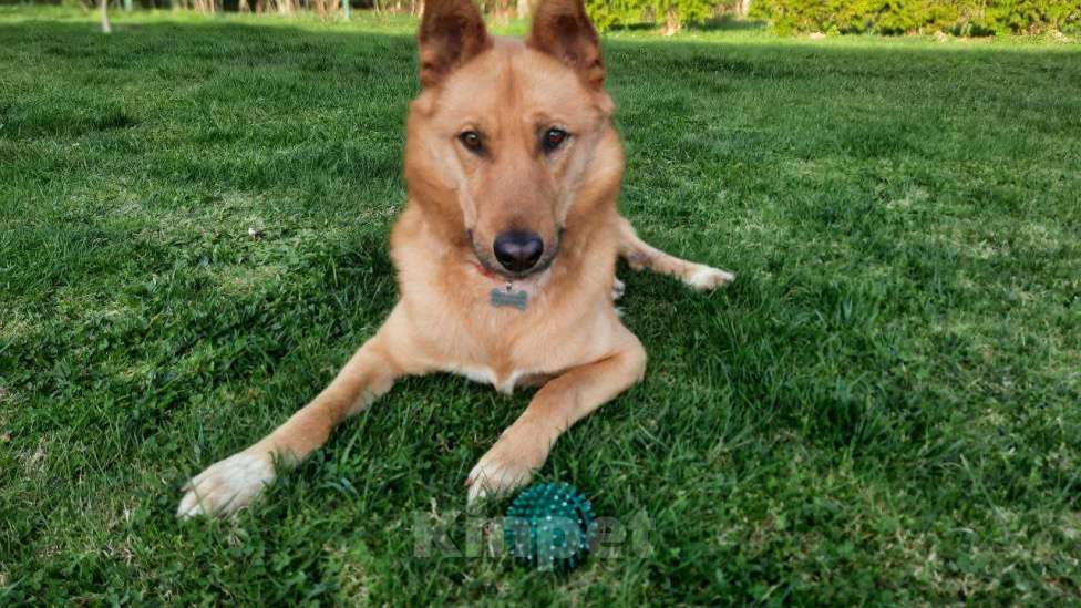 Собаки в других городах Московской области: Собака в добрые руки Мальчик, Бесплатно - фото 2