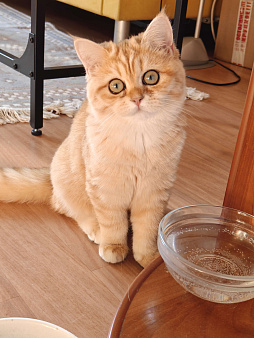 Шотландская золотая шиншилла