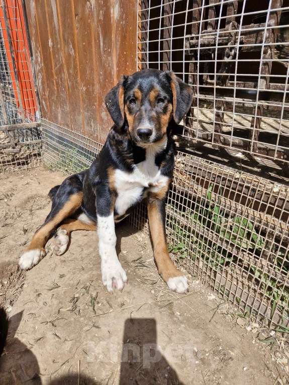 Собаки в Москве: Щенок в дар Девочка, Бесплатно - фото 5