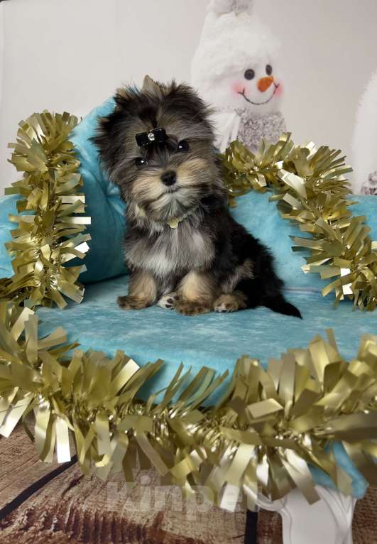 Собаки в Сосновом Бору: Девочка Мэсси йорктиз ( НРКА) Девочка, 50 000 руб. - фото 3