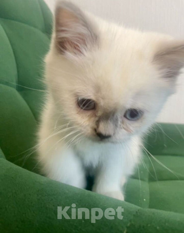 Кошки в Челябинске: Котёнок 2 месяца Девочка, 10 000 руб. - фото 2