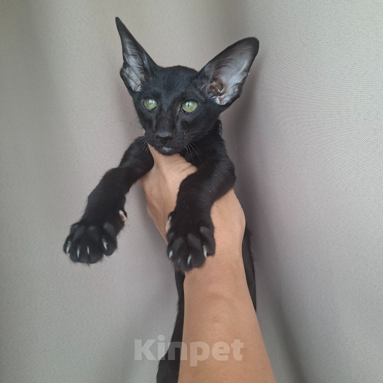 Кошки в Саратове: Ориентальные котята Девочка, 25 000 руб. - фото 7