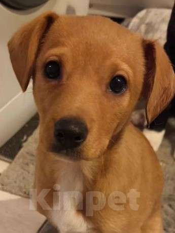 Собаки в других городах Московской области: Щенок Малыша ищет дом Девочка, Бесплатно - фото 4