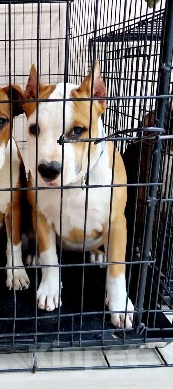 Собаки в Москве: Шикарная девочка амстаффа  Девочка, 90 000 руб. - фото 6