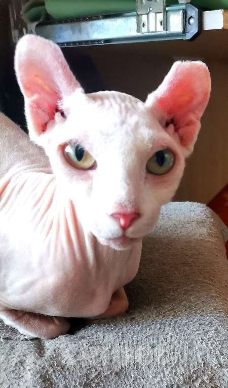 Кошки в Самаре: Чистокровные эльфы девочки Девочка, 5 000 руб. - фото 8