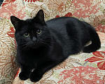 Кошки в Москве: Черный кот Ферми Мальчик, Бесплатно - фото 1