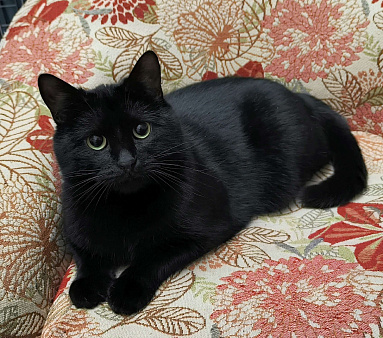 Черный кот Ферми