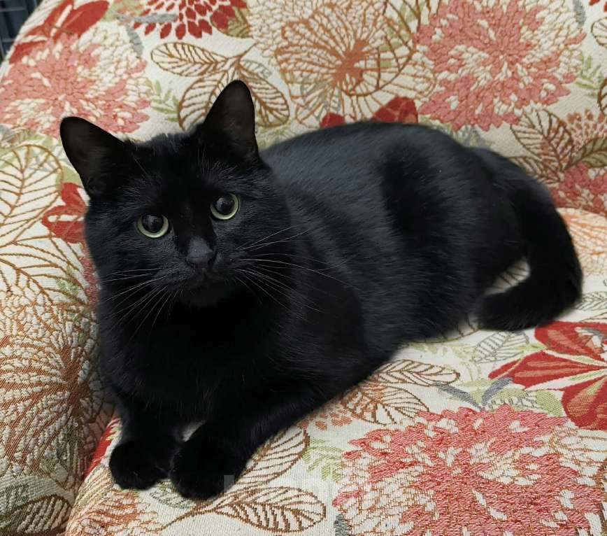 Кошки в Москве: Черный кот Ферми Мальчик, Бесплатно - фото 1